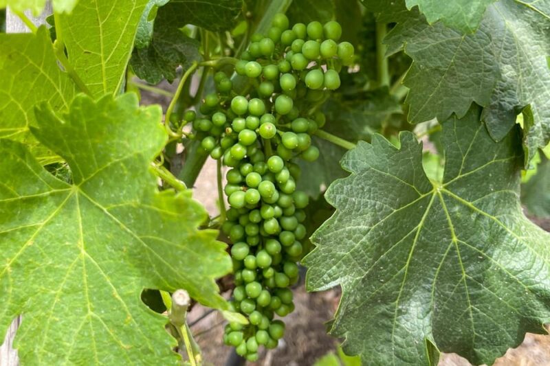 From Santiago: Concha Y Toro Half-Day Winery Tasting Tour - Important Information