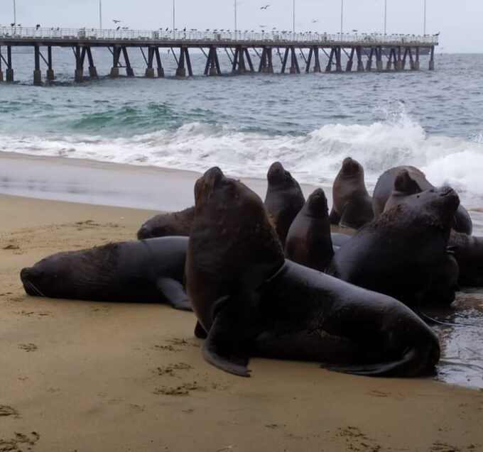 From Santiago: Highlights of Valparaiso and Viña Del Mar - Valparaiso Highlights