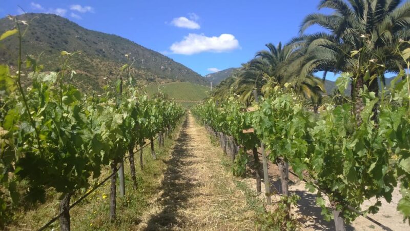 From Santiago: Isla Negra, Pablo Neruda Museum & Winery Tour - Customer Reviews