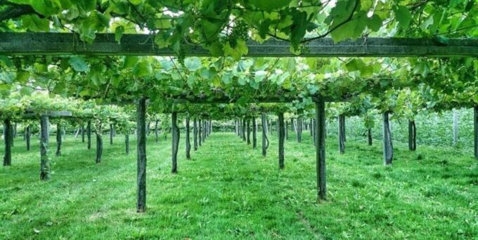 From Santiago: Rías Baixas Galicia Seafood & Wine Day Tour - Inclusions and Exclusions