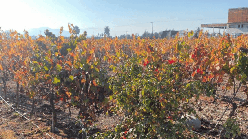 From Santiago: Undurraga Winery Tour With Tasting - Customer Feedback