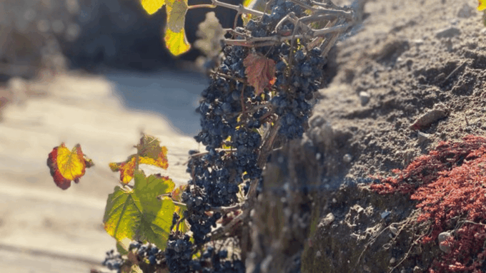 From Santiago: Undurraga Winery Tour With Tasting - Wine Tasting Experience