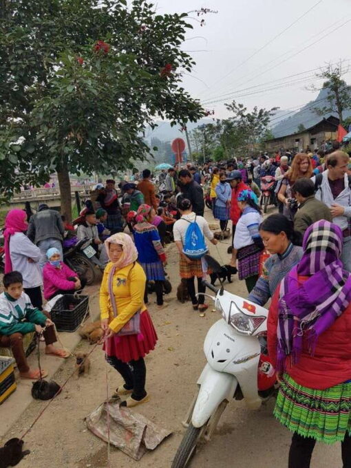 From Sapa: 1D Local Bac Ha Sunday Market Tour - Best Seller - What to Expect at the Bac Ha Sunday Market