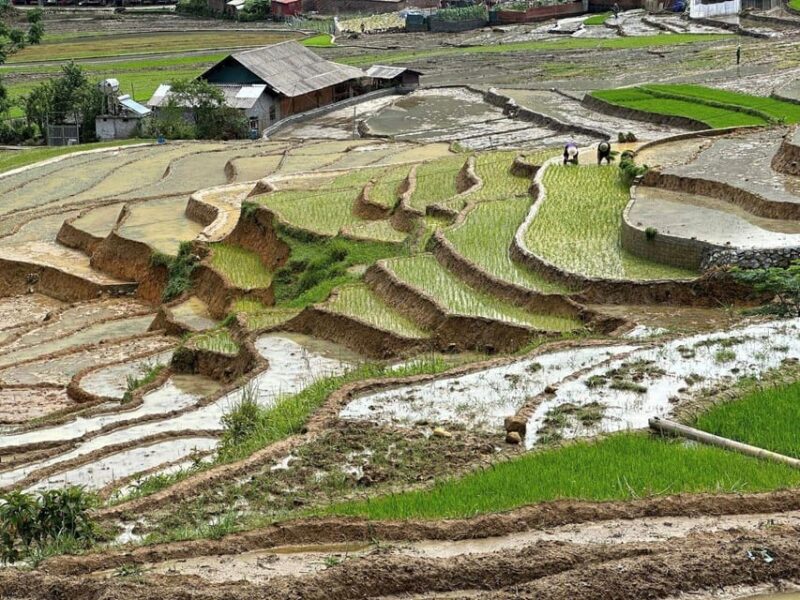 From Sapa - 1D Trek: Walk Through Bamboo Forest With Lunch - Included in the Price