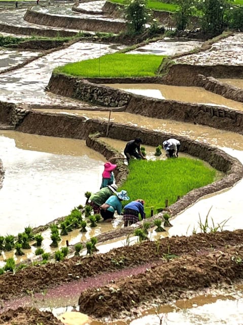 From Sapa - 1D Trek: Walk Through Bamboo Forest With Lunch - Reserve Now, Pay Later