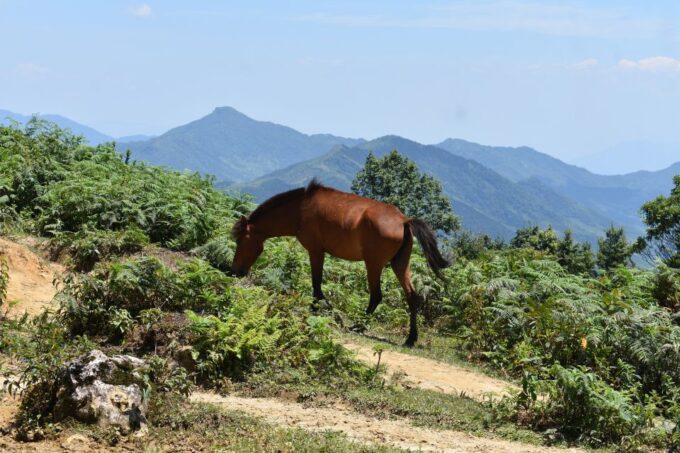From Sapa: 2D1N Sapa Trekking Tour With Local Expert - Recap