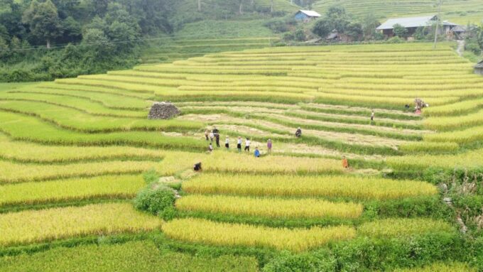 From Sapa: Terrace Fields and Local Villages Trek With Lunch - Departure From Sapa