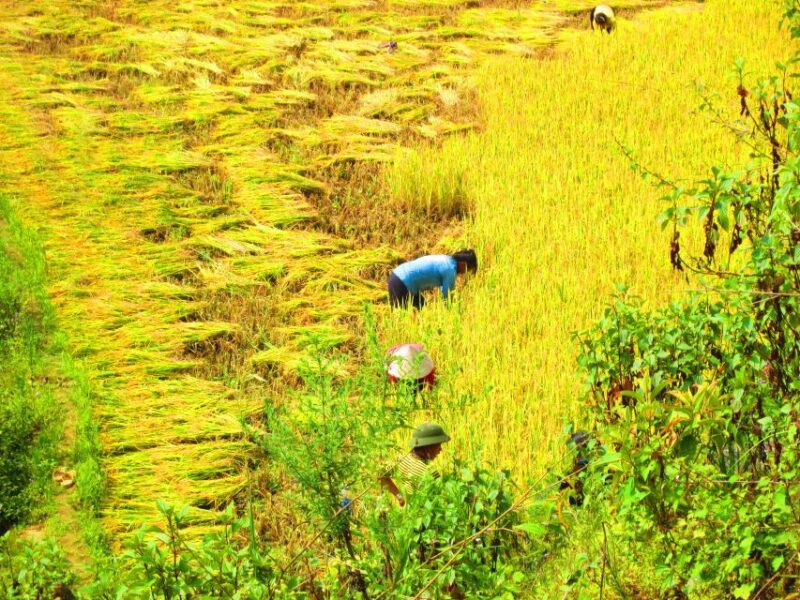 From Sapa: Waterfalls, Trekking and Tribal Villages Tour - Important Information