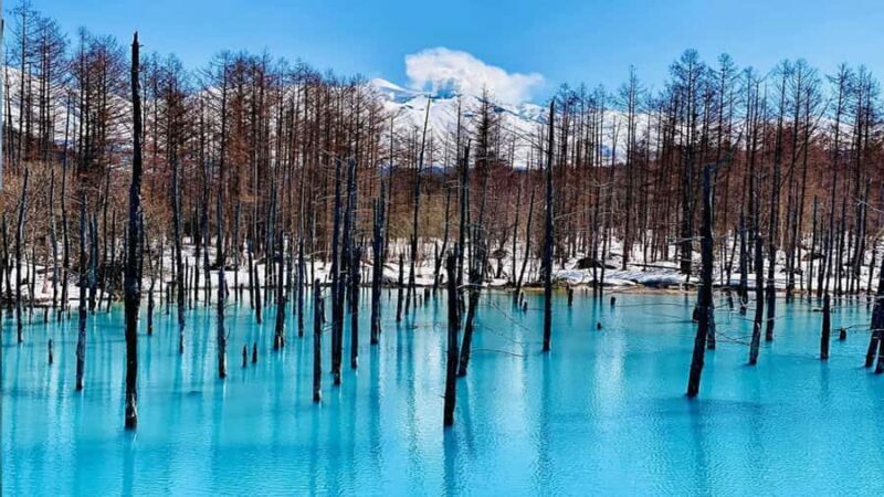 From Sapporo: Asahiyama Zoo, Waterfall & Blue Pond Tour - An Overview of the Experience