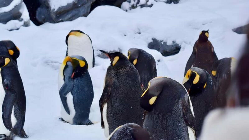 From Sapporo: Asahiyama Zoo, Waterfall & Blue Pond Tour - Who This Tour Is Best For