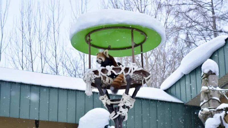 From Sapporo: Asahiyama Zoo, Waterfall & Blue Pond Tour - FAQ