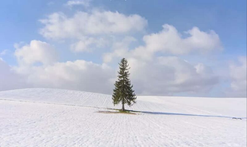 From Sapporo: Biei, Furano or Asahikawa Private Day Trip - An In-Depth Look at the Tour Experience