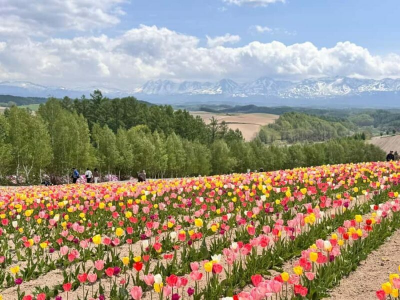 From Sapporo: Biei, Furano or Asahikawa Private Day Trip - Who Should Consider This Tour?