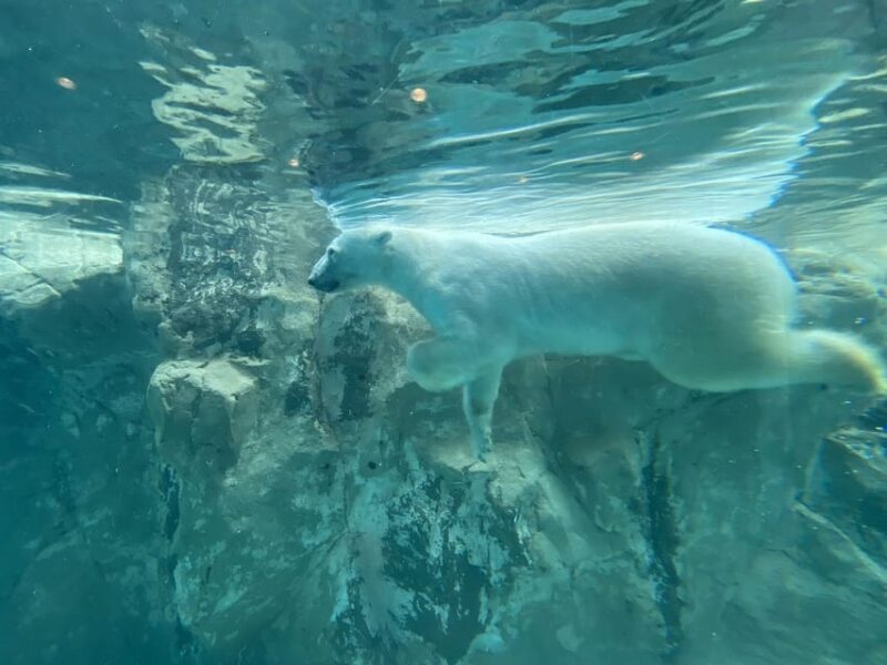 From Sapporo: Famous Asahiyama Zoo, Biei, Furano Forest - Key Points