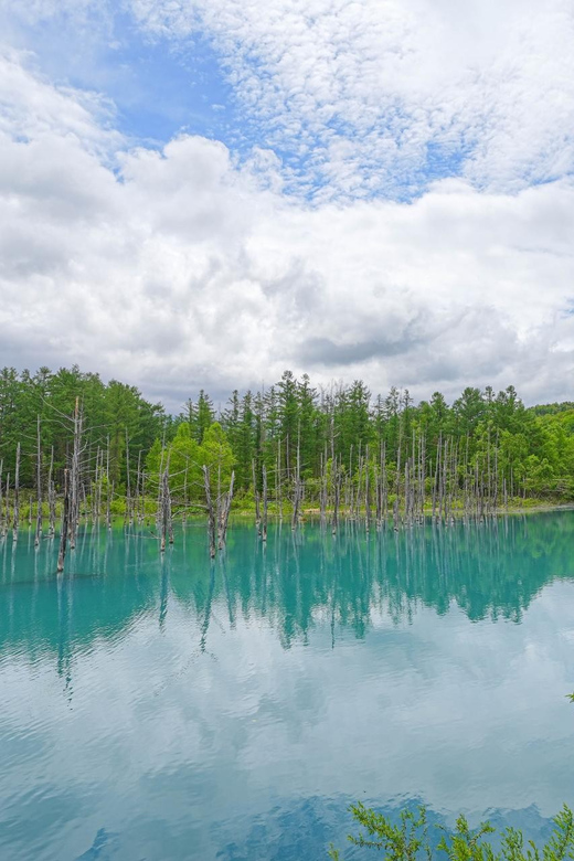 From Sapporo: Famous Asahiyama Zoo, Biei, Furano Forest - The Blue Pond