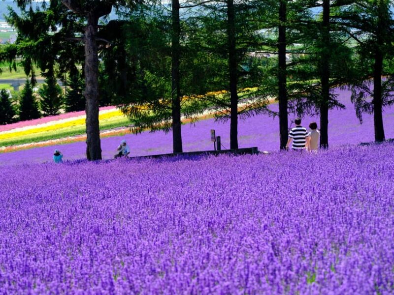 From Sapporo: Furano and Biei Day Trip With Lunch - Key Points