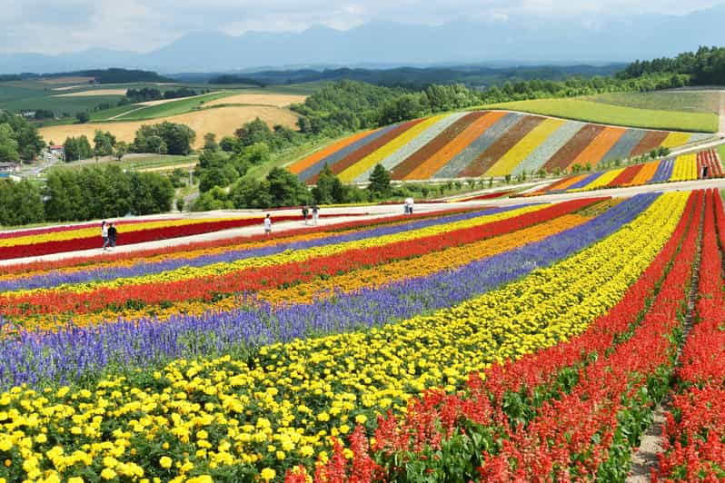 From Sapporo: Furano and Biei Vibrant Fields Tour - Transportation and Accessibility