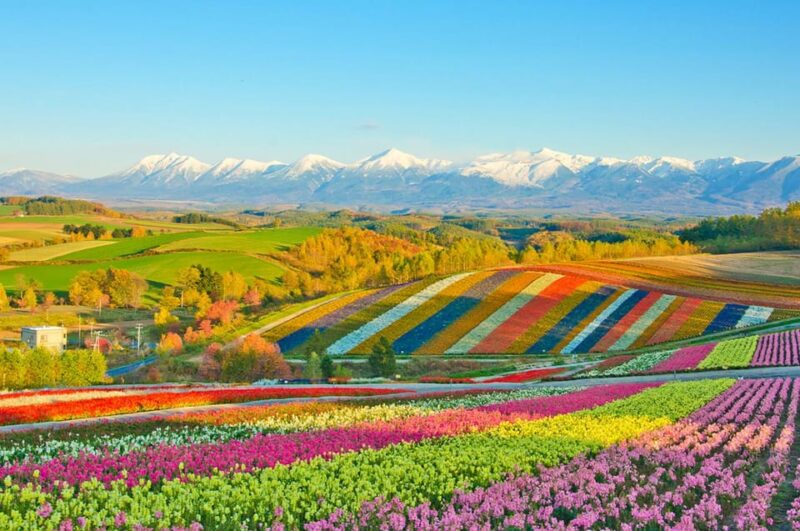From Sapporo: Hokkaido Day Tour With Lunch Options - Key Points