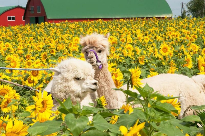 From Sapporo: Hokkaido Day Tour With Lunch Options - Flower Fields and Melon Delicacies