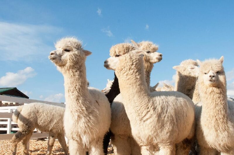 From Sapporo: Hokkaido Day Tour With Lunch Options - Pickup and Drop-off in Sapporo