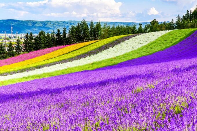 From Sapporo: Hokkaido Day Tour With Lunch Options - Transportation and Driver/Guide Service