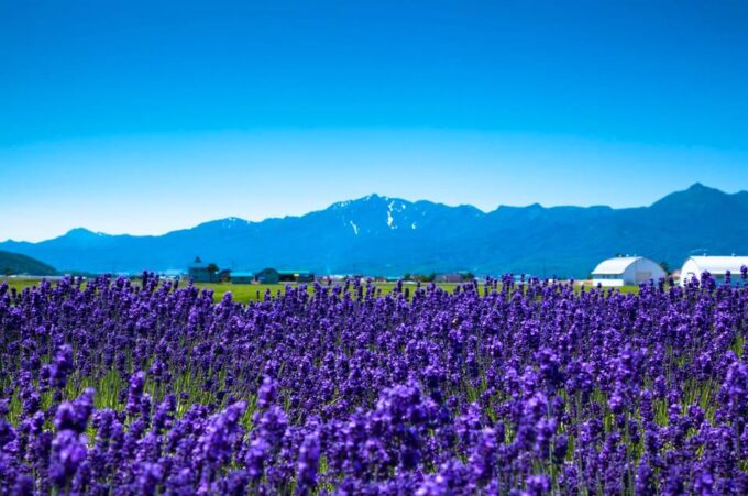 From Sapporo: Hokkaido Day Tour With Lunch Options - Booking Details and Cancellation Policy