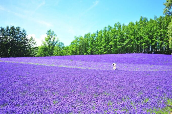 From Sapporo: Hokkaido Day Tour With Lunch Options - Frequently Asked Questions