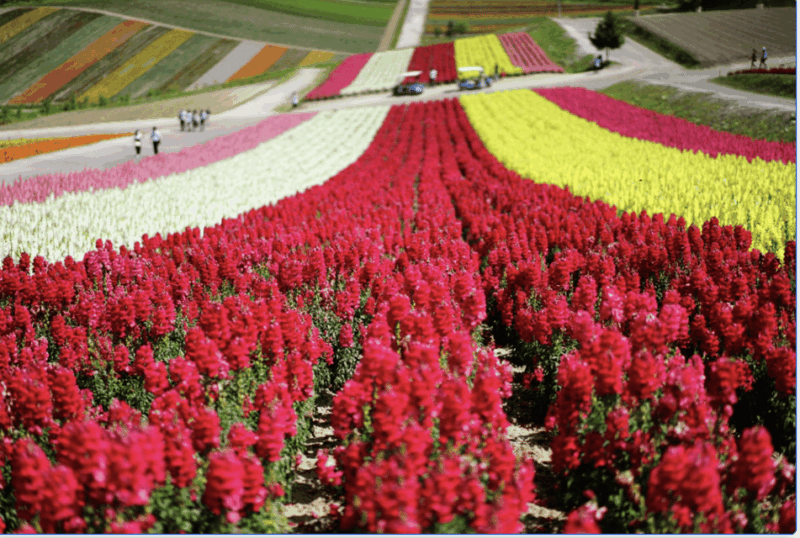 From Sapporo : Hokkaido Furano Tomita Farm Joiner Tour - Key Points