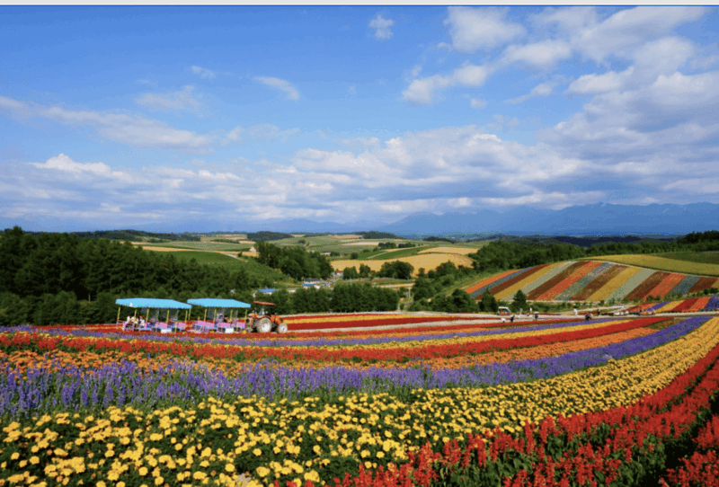From Sapporo : Hokkaido Furano Tomita Farm Joiner Tour - Shikisai-no-Oka Flower Garden