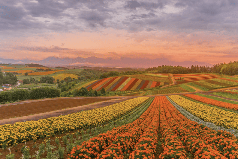 From Sapporo : Hokkaido Furano Tomita Farm Joiner Tour - Seasonal Flower Blooms