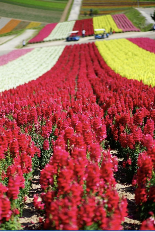 From Sapporo : Hokkaido Furano Tomita Farm Joiner Tour - Exploring the Gardens