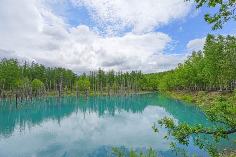 From Sapporo: the Famous Asahiyama Zoo, the Beautiful Biei and Furano - Key Points