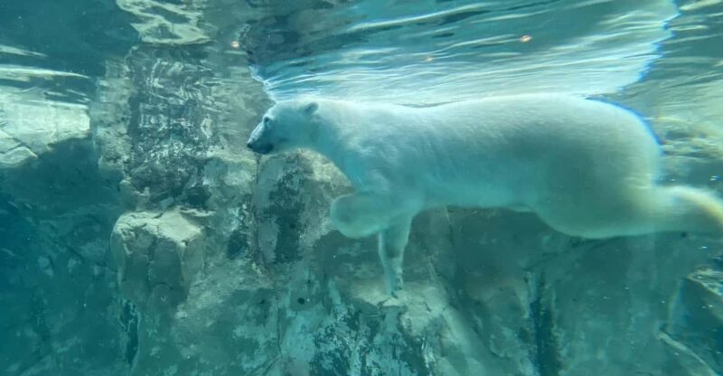 From Sapporo: the Famous Asahiyama Zoo, the Beautiful Biei and Furano - Behavioral Exhibits