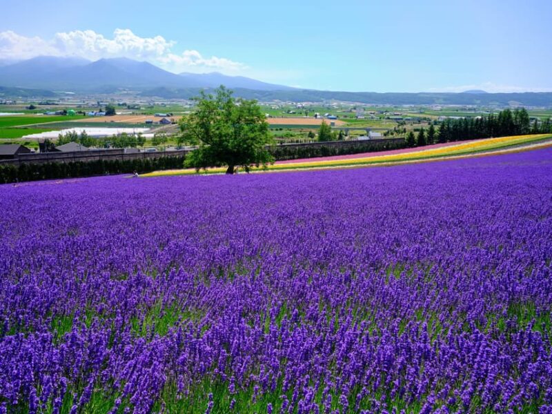From Sapporo: the Famous Asahiyama Zoo, the Beautiful Biei and Furano - Aoi Ike (Blue Pond)