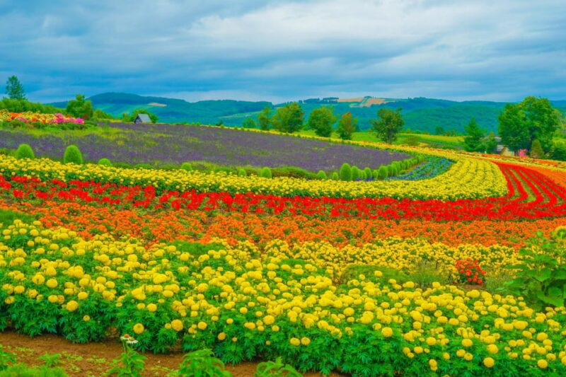 From Sapporo: the Famous Asahiyama Zoo, the Beautiful Biei and Furano - Flower Gardens in Furano