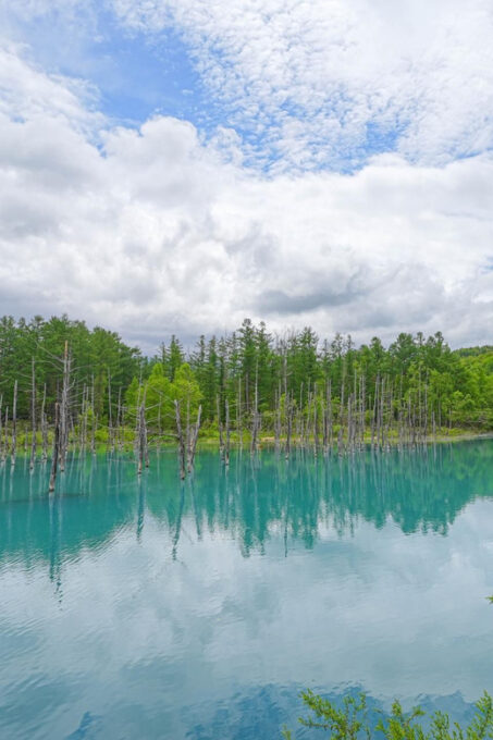 From Sapporo: the Famous Asahiyama Zoo, the Beautiful Biei and Furano - Inclusions and Exclusions