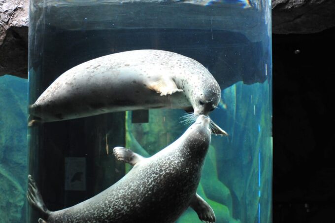 From Sapporo: the Famous Asahiyama Zoo, the Beautiful Biei and Furano - Meeting Point and Time