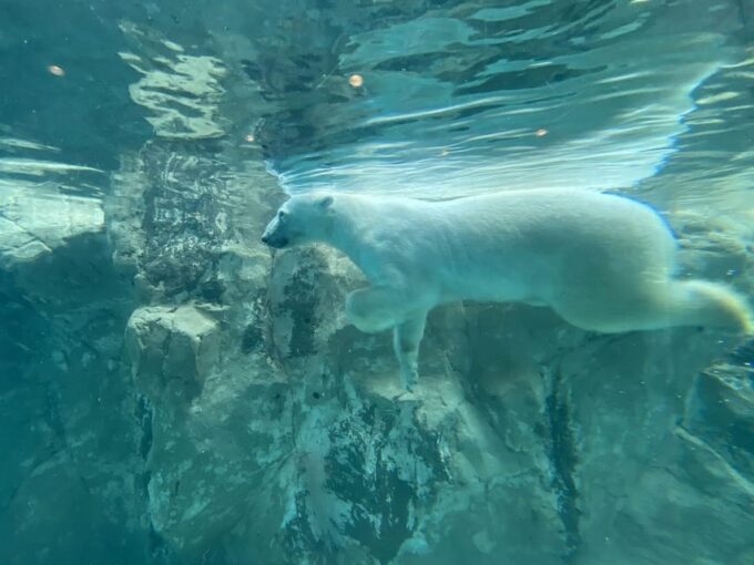 From Sapporo: the Famous Asahiyama Zoo, the Beautiful Biei and Furano - Free Cancellation Policy