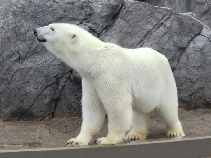 From Sapporo: the Famous Asahiyama Zoo, the Beautiful Biei and Furano - Frequently Asked Questions