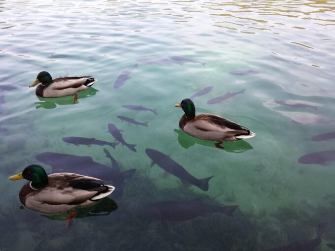 From Sarajevo: One-Way Transfer to Zagreb & Plitvice Lakes - Additional Information