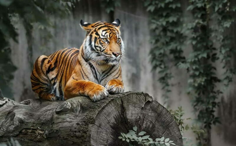 From Sariska: Official Tiger Safari in Open Jeep with Guide - Exploring the Sariska Tiger Reserve: A Guided Safari Experience
