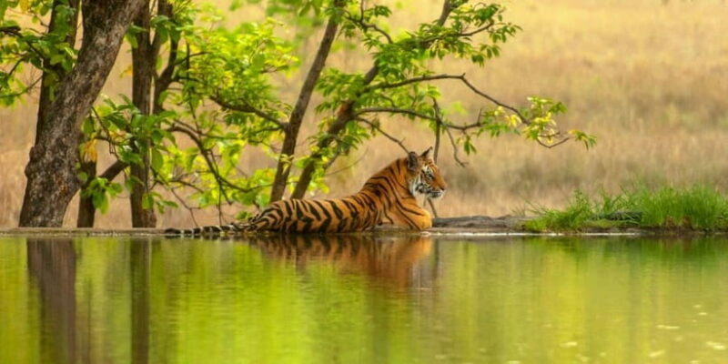 From Sariska: Official Tiger Safari in Open Jeep with Guide - Key Points