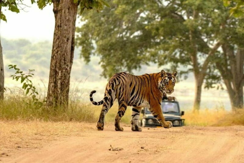 From Sariska: Official Tiger Safari in Open Jeep with Guide - The Guide and Expertise Matter