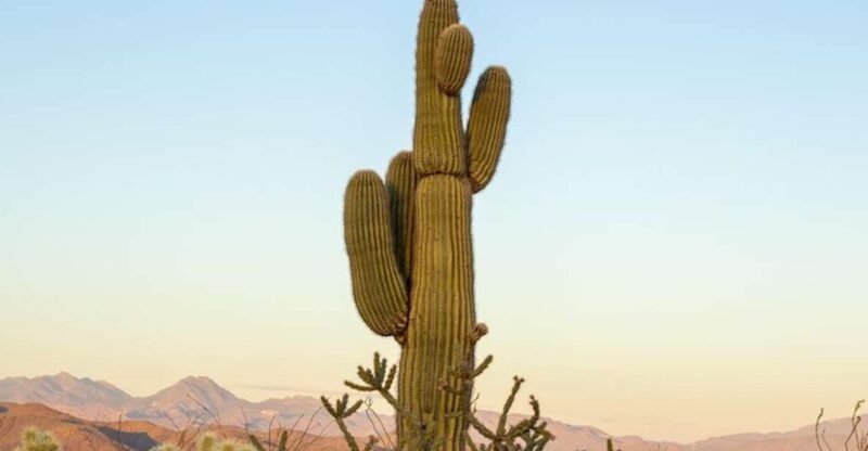 From Scottsdale: Sonoran Desert & Tonto National Forest Trip - Participant Information