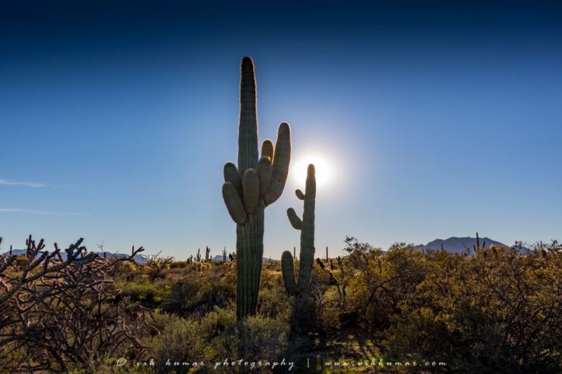 From Scottsdale: Sonoran Desert & Tonto National Forest Trip - Positive Customer Reviews