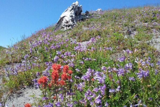 From Seattle: Mount Saint Helens Monument Private Day Trip - Frequently Asked Questions
