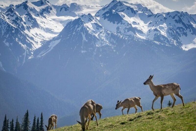 From Seattle: Olympic National Park Full Day Tour - Key Points