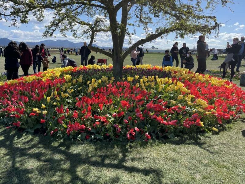 From Seattle: Tour of Skagit Valley Tulip Festival - Key Points