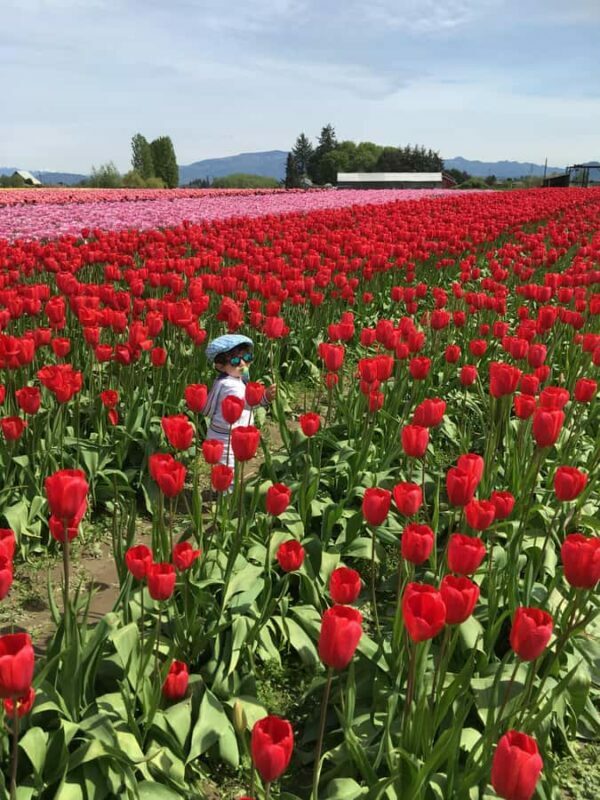 From Seattle: Tour of Skagit Valley Tulip Festival - Exploring La Conner and Local Flavors