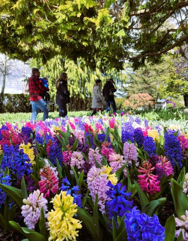 From Seattle: Tour of Skagit Valley Tulip Festival - Transportation, Group Size, and Overall Value